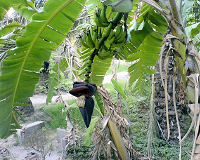 LA BANANE 